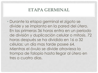 ETAPA GERMINAL

• Durante la etapa germinal el zigoto se
  divide y se implanta en la pared del útero.
  En las primeras 3...