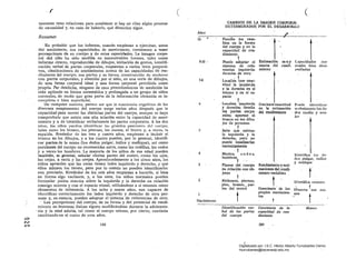 ,r (
samente estas relaciones para establecer si hay en ellas algún proceso
de causalidad y, en caso de haberlo, qué dirección sigue.
Resumen
'Es Plilbable que los infantes, cuando empiezan a ejercitar, antes
del nacimiento, sus capacidades de movimiento, comiencen a tener
percepciol'les de su cuerpo y de estas capacidades. La imagen corpo­
ral del r:iño ha sido medida en innumerables formas, tales como
informe drecto, reproducción de dibujos, imitación de gestos, irlentifi­
caCÍón verbal de, partes corporales, respuestas a varios tests proyectí­
vos, cJasi.icaciones de sentimientos acerca de las capacidades -de ren­
dimicnto del cuerpo, sus partes y su forma, conslrucción de muÍlccos
con partes corporales, y elección por el niño, en una serie de dibujos,
de una forma corporal ideal y una forma .corporal percibida como
propia. PClr desdicha, ninguno de esos procedimientos de medición ha
sidciaplicado en forma sistemática y prolongada a un grupo de niños
normales, de modo que gran parte de la información obtenida es in­
completu o bicn superficial.
Dc cualquier lUUIlGra, parece ser que la conciencia cogniliva de los
diversos componentes del cuerpo surge varios años después que la
capacidnd para mover l~s distintus partes del cuerpo, aunque se huya
comprobado que existe. una alta relación entre la capacidad de movi­
miento y la de identilicar verbalmente las partes corporales. A los dos
años, los [liños pueden identificar la" grandes porciones del cuerpo,
t¡lles com~ los brazos, las piernas, las manos, el frente y, a veces, la
espalda. Alrededor dt.: los tres y cuatro años, empiezan a incluir el
tronco en los dibujos, y a los cuatro pueden, por lo general, identifi­
car partes de la mano (los dedos pulgar, índice y meñique), así como
porciones del cuerpo no reconocidas. antes, como las rodillas, los codos
y a veces los hombros. La mayoría de los niños de esa edad pueden
también, en general, señalar ciertas partes del rostro, como los ojos,
las cejas, la nariz y las orejas. Aproximadamente a los .CÍnco años, los
niños aprenden que lás cosas tienen lados izquierdo y derecho, y que
ellos misI1los los tienen, pero por lo común' no pueden Identificarlos
con predsón. Alrededor de los seis años empiezan a hacerlo, si bien
en forma algo vacilante, y, a los siete, los niños normáles pueden
formular JUicios exactos sobre la izquierda y la derecha en rela<;:ión
consigo mismos y con el espacio visual, utilizándose a sí mismos como
elementos de referencia. A los 'ocho y nueve años, son capaces de·
identificar correctamente los lados izquierdo y derecho de otra per­
sona y, en esencia, pueden adoptar el 'SIstema de referencias de otro.
,.. Las percepciones del cuerpo, de su forma y del potencial de rendi­
miento en destrezas físicas siguen modificándose durante la adolescen-.
- cia y la edad adulta, tal como el cuerpo mismo, por cierto, continúa
cambiando en el curso de esas años.
C)
T'.:I
188O"JI
(
CAMBIOS .DE LA IMAGEN CORPORAL
DETERMINADOS POR EL DESARROLLO. .
Años ,...13
9-10 •
7-8
6
5
4
3
2
Nacimiento
• ,--r
Percibe los caro- t
bios en fa forma '
del cuerpo y en la
capacidad de ren­
dimiento .
t tPuede adoptar el Estimaci6n m u y c'apacid.ades ma­
sistema de refe.­ exacta del rendi­ nllaIes bien desa­o
rencias izquierda­ miento rrolladas
derecha !;le otrq'
; t .
Localiza Con' exac­
titud la iZ<Iuier~a
y la derecha· en sí
mismo y en el es­
pacio '
t .
Localiza izquierda Creciente exactitud Puede identificar
y derecha; detalla en la estimación verbalmente los de­
las partes corpo-' del rendimiento dos medio y fillll­o
rales; . aparece el. l!lr
tronco en los dibu­
jos de personas
t .Sabe que eXlsten 

la izquierda y la 

dereoha, pero no 

puede localizarlas 

correctamente 

tMuslos, codos, Identifica' los de­
hombro$ dús pulgar, índice. t y ::neñique
Planos del cuerpo Rendimiento y esti­
en relación con ob- maciones del rendi­
jetos ' miento variables .
ft
tAbdomen, piernas, Identifica «mano»
,pies, brazos, par- ttes del rostro 'Consciente de los
o •
Ohserva sus ma­
propios movimien­ nos
. tos
t t
t
./dentificaciÓlt ver- Conciencia de la .Manos
bal de fas partes capacidad de ren­
del cuerpo dimiento
189
.(
Digitalizado por: I.S.C. Hèctor Alberto Turrubiartes Cerino
hturrubiartes@beceneslp.edu.mx
 