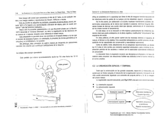 117
r
116
LA EI~E;I¡IUA OE LA EDliO.GIOII FiStr.A [tI H Ntvn IniCIAl y El Pml,lER CICLO:..• RAÚl H. GÓMEl
Esta ima!;:en del cuerpo que caracteriza al nir'lo de 6-7 años, es de cualquier ma­
nera, ulla imagen eslática y reproduclora (Le Boulch: 1978) de SI mismo.
Esto es, El niño 1~~d..cll.!!0I.2.I.<!§""I!~i.º-fJ~S.c..Y!.I1gJ11º,aS.JIlC.~m.l)Jº~,gº¡Jr-º!1CO,pe-
.~------
sado. ele.) y hI logrado una represen~ªdó~larJ.i~ul¡¡(la(lel rn!~rl1.Q,.,R!lr.O. Oopuede,atin
". ---' --1'''•.--....._.-•..•..-- ...• .,.----..- ... " " .
operélr" con.l¡¡s,oocior:1es.lmpllcadas.,....
Pese a elo ha accedido paralelamente, a lo Que Mucchlelli (citado por Le BOLJlch:
1977) denomilla el 'Universo Orienlado·, es decir. la organización de las relaciones de
su cuerpo en d espacio. lomando como referencia el propio cuerpo.
Esta adqdsíción le permitirá siluar sus acciones en el espaclo-liempo a la vez que
el empleo deconceptO!) ligados a la orientación, la siluaéión, lªsJormas geométrIcas, la
VeIO(:~dad.,la-SlIlulténeidi¡¡LyOla suces'¡Óií,'--"-- ," . .". .
Sin embago, Inles conceptos no podr¿n todavía ser Integrados, en operaciones
l1lent~les de ;;)ñIw;¡o(i~;e corl~l~',ya'ñ-añlltií~acfo;les-de-iá·s-ii~¡ición. ,..'
La etapa del cuerpo operatorio
Esle perildo que abarca aproximadamente desde los 7·8 aJ10s hasta los 12·13
~. v ......
Cí_) i""'~o¡
~I
~
.....
o
... l. Rr:coulclIloS I rí~gcl. J, (19801: "__. Una 0lt{!Jad¡n os una ~cdól Inlcrnalllat.la Vreversible..:
(
CAlUlILO 6 • L Onr.AfIIZAcrÓ/l PEIlCEI'IIVA El! El Nlilo
Mas. se caracteriza por la capacidap que tiene el niM de imaginar trans(onnaciones en
las relaciones enlre las partes de su cuerpo y en las relaciones espadO· Icmporales
Así el nUlo puede, por adelantado a la acción, manlener mentalmente estables de·
terminados componentes de la misma (por ejemplo la postura), mientras imagina dife­
rentes formas de ereclUar una acción dada (flor ejemplo. variaciones en el movimiento
de los brazos durante el lanzamiento).
En esta etapa, no le es necesario al nil10 explorar práclicamenle las diferenles va·
rianles dada que puede anticiparlas en el plano cognitivo, mOdiliLando "virtualmente" los
esquemas de acción.
En otras palabras, el niJ10 puede operar con las nociones relalivas al espacio, al
cuerpo. al tiempo ya los objelos. Esla capacidad anlícipatoria es pOSible grociils a la ad·
quislción de las capacidades de conservación y reversibilidad operalorías,
Como es sabiclo, estas adquisiciones no se conQuislan repelltinarnenle: ya desde
los 5·6 Mos el nÍlio exhibe una creciente capacidad anticípatori;l, pero combina la. ex­
ploración pr¡ictic,1 de las acciones a realizar con la exploración operacional,inlelectual
en preparación.
La educnción risica, la expresión corporal. son disciplinas [mvileUiadas a la llora [le
solicitar estos procesos: sus siluaciones facililan esa dialéclica enlre el I¡¡nleo Illenlél! y
el tanteo praclico.
6.2. LA ORGANIZACIÓN ESPACIAL Y TEMPORAL.
Dado (Iue la construcción de las gnosias corporales. espaciales y tempurales. se
conslruycn en forma conjunta, el desarrollo de la organización espacial y teillporal en el
nir10 puede presenlarse siguiendo una evolución de conjunto similar a lir de Id
del propio cuerpo,
La organización espacial comprende. para rugíll (19071. dos pron!sos complementalÍos:
T La oriClllación espacial.
T la estrucluración eS/l(lcial.
Orienlación espacial Rela:iolles topológicas.
Espacio ligl"alivo.
Estructuración espacial Relndones proyeGliv~s
y ctJcli()iall~S,
Espacio representativo.
Digitalizado por: I.S.C. Hèctor Alberto Turrubiartes Cerino
hturrubiartes@beceneslp.edu.mx
 