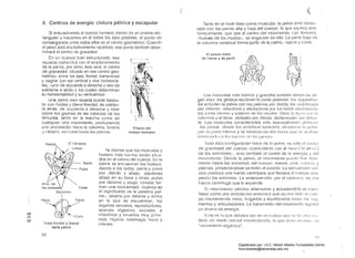 i
( ( 

8. Centros de energía: cintura pélvica y escapular
Si encuadramos el cuerpo humano dentro de un prisma rec­
tangular y trazamos en él todos los ejes posibles, el punto de
convergencia C:!lllre todos ellos es el centro geométrico. Cuando
el peso estéí equitativamente reparticJo. ese punto también deter­
minará el centro de gravedad.
En un cuerpo bien estructurndo, ese
espacio coinci¡jirá con 01 emplazamiento
de la pelvis. por tanlo, ésta será. el centro
de gravedad. situado en ese centro geo­
métrico. entre los ejes. Irontal. transversal
y sagila 1 (un eje vertical y dos Ilorizonta­
les, -uno de izquierda a derecha y otro de
adelante a atrás-), los cuales determinan
su horizontalidad y su verticalidad.
Una petvis bien situada puede bascu­
lar con fluidez y plena libertad. de adelan­
te atrás, ele izquierda a derecha y rolar
sobre los goznes ele las cabezas ele los
fémures, tanto en la marcha cemo en
cualquier otro movimiento, produciendo
una onclulación hBcia la columna. brazos
y r:abG7Fl, (lsi Gomo l1é1cia las piernqs;.
"~ -, -'1­
Prisma del
cuerpo humono
las céldorasV Coxis
lsquiones
Ilíaco ~.. Sacro
~: ~
o
::;r;
o
'~ "'I""-Coxis
Vista frontal y lateral
dela pelvis
58
Ya dijimos que los mlJsculos y
huesos más fuertes están SitUé)­
dos en el centro del cuerpo. En la
pelvis se encuentran los huesos:
¡'fiacos a los lados: sacro y coxis
por detrás y abajo; ísquiones
abajo en su base y atrás: pubis
por delante y abajo. Unidos for­
man una concavidad -cuenco es
el significado ele la palabra
vis-, abierta por delante y
en la que se encuentran, los
órg,1Il0S sexuales, reproductores,
aparato digestivo, excretor, e
intestinos y situados muy
mas, hígado. estómago: bazo y
ri'iones.
Tanto en el nivel óseo como mU5cu!ar, la pelvis 8st8 conce­
tadB con las p;:Hles alta y baja del cuerpo. lo que explicél él11;:1·
lórnicamenle, que sea el centro elel movirniento. Lo:; lófnw(:s,
-·11UeSelS ele los muslos-, se engarzan en ellél. La parle I)aía ele
la columna vertebral forma parle ele 18 pelvis, -sacro y coxis
El pSO<lS visto
de frenle y de perfil ?2 f"'i
h§i,:;.' E;[, ¡
-/;jC7.0.··", C:¡~!':1
;1./c:;r,í', l. )¡ ('f:,,: :::: I""K?,V'' (/h,'~ ;~:fl
'J -' .C'J()-JI.'?~, :'-." I
. , iftj~
Los nll:lsculos mils fucrles y gmnclos t,1I11bil')n liono/) su 011·
gen 8qui' los ghíteos recubren 18 parle posterior; los
les arliculan la pelvis con lélS piernas por cletriÍS: lo~;
por dí:!I¡H1t¡~: ¡¡ductoms y ¡:¡lJcJuctOlO$ por 1m; l<idof. rocul JI iellll)
las Ci1félS inlorJln y oxtern¡:¡ de los 1111 lé;lm; OtlO~; 1<1 J¡~Fl1l cnll 1;
columna y el tórax: dorsales por (Iolrás. alxfolf1l/wles pOI clolilfl<
te. Los músculos considerados fllñs m~enci8Irnonl~') pc':lvíl:O:;
los pso;:)s desde 1m; vórlcl )1";1:' II Jlllh,"lfr.:;. íttr;¡vi()!;: 111 t; I I ( 'Ivi:,
por SI J pnrlt: intc)rn;) y ~¡e hilllrc,)f) en do!; 11; IC()~; qla) ~;() ¡¡enl)i111
íll:;¡)ll:llultll:llln!; IlIit)!'.Il~; di' 1:1:: pil'II;¡:;
10da esta cOllli:jurnción IlQce do la pelvis, 110 sólo ul cenllCi
de gravedad eJel cuerpo -coinci(lenle con el I¡¿¡ID ("el atllla")
de los orientalos-. sino también 01 centro de lél oner~Ji¿¡ Y d(:1
movimionto. Desde In pelvi:., el movimionto ¡)uc,dn Iltlir li!Jre­
mente hasta los extremos ele! cuerpo manos. píos. C:¡hOli¡ y
piernas. proyectándose también 81 exterior. Lél retrovorsión pél
vica produce ulla fuerza centrípeta que flexiona el cuerpo ¿llr8­
yendo los extremos. La anteroversión. por el conlrcHio. es unél
fuerza centrifuga que lo expande.
El movimiento pélvico alternativo y encaderiéÍclo se mani­
fiesta como una ondulación armóllica que reC~lfre tlJelo el Cllor­
po manteniendo vivos, irrigaclos y equilil)rélc!os tO(IOS tos :;(39'
mentos y articulaciones. La transmisión del movímiünlo SUpOflO
un élhorro de energía.
Esto es lo que c!c)ier3 ser en 1m CllGrpO q!lf! ~;(: 11:1 (1(;:;; ill
113elo elo modo !l()ttlml ll1éll)ilc-;slnn(lo. lo qtlo (l1:1)()1 ilill;IfI1D:; 1/11
"movímÍ(mln or9é1nico".
',t )
Digitalizado por: I.S.C. Hèctor Alberto Turrubiartes Cerino
hturrubiartes@beceneslp.edu.mx
 