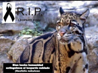 (Neofelis nebulosa)
 