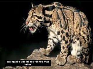 extinguido uno de los felinos más
bellos
 