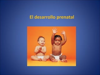 El desarrollo prenatal
 