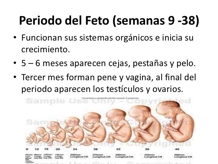 Los árabes del aumento del miembro
