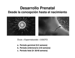 Desarrollo Prenatal
Desde la concepción hasta el nacimiento




      Óvulo + Espermatozoide = CIGOTO

      a. Periodo germinal (0-2 semana)
      b. Periodo embrionario (3-8 semana)
      c. Periodo fetal (9- 38/40 semana)
 