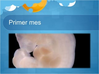 Primer mes
 