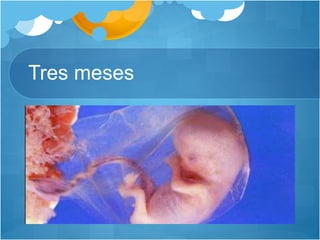 Tres meses
 