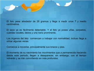 El feto pesa alrededor de 28 gramos y llega a medir unos 7 y medio
centímetros.
El sexo ya es fácilmente detectable. Y el feto ya posee uñas, parpados,
cuerdas vocales, labios y una nariz prominente.
Los órganos del feto comienzan a trabajar con normalidad, incluso llega a
orinar algunas veces.
Comienza a moverse, principalmente sus brazos y pies.
El momento de su nacimiento los movimientos que a permanecido haciendo
desde este periodo, llegan a desaparecer, sin embargo, con el tiempo
volverán y se irán convirtiendo en más profundos.
 