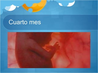 Cuarto mes
 