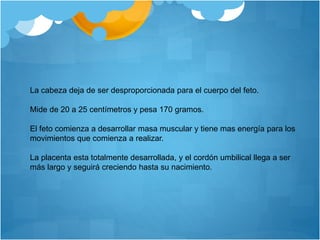 La cabeza deja de ser desproporcionada para el cuerpo del feto.
Mide de 20 a 25 centímetros y pesa 170 gramos.
El feto comienza a desarrollar masa muscular y tiene mas energía para los
movimientos que comienza a realizar.
La placenta esta totalmente desarrollada, y el cordón umbilical llega a ser
más largo y seguirá creciendo hasta su nacimiento.
 