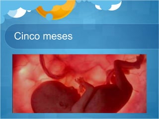 Cinco meses
 