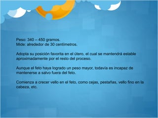 Peso: 340 – 450 gramos.
Mide: alrededor de 30 centímetros.
Adopta su posición favorita en el útero, el cual se mantendrá estable
aproximadamente por el resto del proceso.
Aunque el feto haya logrado un peso mayor, todavía es incapaz de
mantenerse a salvo fuera del feto.
Comienza a crecer vello en el feto, como cejas, pestañas, vello fino en la
cabeza, etc.
 