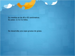Su medida es de 46 a 50 centímetros.
Su peso: 2.3 a 3.2 kilos.
Se desarrolla una capa gruesa de grasa.
 