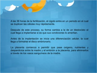 A las 36 horas de la fertilización, el cigoto entra en un periodo en el cual
se duplican las células muy rápidamente.
Después de este proceso, su forma cambia a la de un blestocisto el
cual llega a implantarse si es que sus condiciones lo ameritan.
Antes de la implantación se inicia una diferenciación celular, la cual
llega a formarse el disco embrionario.
La placenta comienza a permitir que pase oxigeno, nutrientes y
desperdicios entre la madre y el embrión a la placenta, para eliminarlos
a través de los vasos sanguíneos de la madre.
 