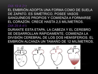 DIA 19 A 21:
EL EMBRIÓN ADOPTA UNA FORMA COMO DE SUELA
DE ZAPATO. ES SIMÉTRICO, POSEE VASOS
SANGUÍNEOS PROPIOS Y COMIENZA A FORMARSE
EL CORAZÓN. CRECE HASTA 2,5 MILÍMETROS.
DIA 29 A 41:
DURANTE ESTA ETAPA, LA CABEZA Y EL CEREBRO
SE DESARROLLAN RÁPIDAMENTE. COMIENZA LA
DIVISIÓN CEREBRAL DE LOS DOS HEMISFERIOS. EL
EMBRIÓN ALCANZA UN TAMAÑO DE 12 MILÍMETROS.
 