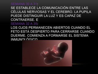 SEMANA 30 A 31:
SE ESTABLECE LA COMUNICACIÓN ENTRE LAS
CÉLULAS NERVIOSAS Y EL CEREBRO. LA PUPILA
PUEDE DISTINGUIR LA LUZ Y ES CAPAZ DE
CONTRAERSE. E
SEMANA 32 A 35:
LOS OJOS PERMANECEN ABIERTOS CUANDO EL
FETO ESTÁ DESPIERTO PARA CERRARSE CUANDO
DUERME. COMIENZA A FORMARSE EL SISTEMA
INMUNOLÓGICO.
 