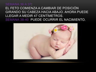 SEMANA 36 A 37:
EL FETO COMIENZA A CAMBIAR DE POSICIÓN
GIRANDO SU CABEZA HACIA ABAJO. AHORA PUEDE
LLEGAR A MEDIR 47 CENTÍMETROS.
SEMANA 38-40 PUEDE OCURRIR EL NACIMIENTO.
 