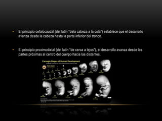 • El principio cefalocaudal (del latín "dela cabeza a la cola") establece que el desarrollo
avanza desde la cabeza hasta la parte inferior del tronco.
• El principio proximodixtal (del latín "de cerca a lejos"), el desarrollo avanza desde las
partes próximas al centro del cuerpo hacia las distantes.
 