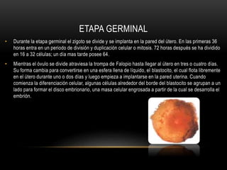 ETAPA GERMINAL
• Durante la etapa germinal el zigoto se divide y se implanta en la pared del útero. En las primeras 36
horas entra en un periodo de división y duplicación celular o mitosis. 72 horas después se ha dividido
en 16 a 32 células; un día mas tarde posee 64.
• Mientras el óvulo se divide atraviesa la trompa de Falopio hasta llegar al útero en tres o cuatro días.
Su forma cambia para convertirse en una esfera llena de líquido, el blastocito, el cual flota libremente
en el útero durante uno o dos días y luego empieza a implantarse en la pared uterina. Cuando
comienza la diferenciación celular, algunas células alrededor del borde del blastocito se agrupan a un
lado para formar el disco embrionario, una masa celular engrosada a partir de la cual se desarrolla el
embrión.
 