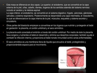 • Esta masa se diferencia en dos capas. La superior, el ectodermo, que se convertirá en la capa
externa de la piel, uñas, cabello, dientes, órganos de los sentidos además del sistema nervioso
incluido el cerebro y la médula espinal.
La capa inferior, el endodermo, se convertirá en el sistema digestivo, hígado, páncreas, glándulas
salivales y sistema respiratorio. Posteriormente se desarrollará una capa intermedia, el mesodermo,
la cual se diferenciará en la capa interna de la piel, músculos, esqueleto y sistema excretor y
circulatorio.
• Otras partes del blastocito empiezan a convertirse en los órganos que nutrirán y protegerán al bebé
en gestación: la placenta, el cordón umbilical y el saco amniótico.
• La placenta está conectada al embrión a través del cordón umbilical. Por medio de éste la placenta
lleva oxígeno y nutrientes al bebé en desarrollo y elimina sus desechos corporales; también ayuda a
combatir la infección interna y proporciona al bebé nonato inmunidad contra varias enfermedades.
• El saco amniótico es una membrana llena de líquido que envuelve al bebé, protegiéndolo y
proporcionándole espacio para el movimiento.
 