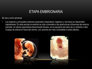 ETAPA EMBRIONARIA
De dos a ocho semanas
• Los órganos y principales sistemas corporales (respiratorio, digestivo y nervioso) se desarrollán
rápidamente. En éste periodo el embrión es más vulnerable a las destructivas influencias del entorno
prenatal. Un aborto espontáneo denominado fracaso, es la expulsión del útero de un embrión o feto
incapaz de sobrevivir fuera del vientre. Los varones son más vulnerables a estos efectos.
 