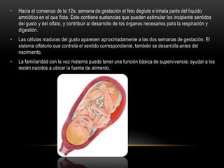 • Hacia el comienzo de la 12a. semana de gestación el feto deglute e inhala parte del líquido
amniótico en el que flota. Éste contiene sustancias que pueden estimular los incipiente sentidos
del gusto y del olfato, y contribuir al desarrollo de los órganos necesarios para la respiración y
digestión.
• Las células maduras del gusto aparecen aproximadamente a las dos semanas de gestación. El
sistema olfatorio que controla el sentido correspondiente, también se desarrolla antes del
nacimiento.
• La familiaridad con la voz materna puede tener una función básica de supervivencia: ayudar a los
recién nacidos a ubicar la fuente de alimento.
 