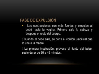 FASE DE EXPULSIÓN
• Las contracciones son más fuertes y empujan al
bebé hacia la vagina. Primero sale la cabeza y
después el resto del cuerpo.
Cuando el bebé sale, se corta el cordón umbilical que
lo une a la madre.
La primera inspiración, provoca el llanto del bebé,
suele durar de 30 a 45 minutos.
 