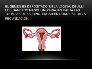 EL SEMEN ES DEPOSITADO EN LA VAGINA, DE ALLÍ
LOS GAMETOS MASCULINOS VIAJAN HASTA LAS
TROMPAS DE FALOPIO, LUGAR EN DONDE SE DA LA
FECUNDACIÓN.
 