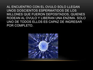 AL ENCUENTRO CON EL OVULO SOLO LLEGAN
UNOS DOSCIENTOS ESPERMATIDOS DE LOS
MILLONES QUE FUERON DEPOSITADOS, QUIENES
RODEAN AL OVULO Y LIBERAN UNA ENZIMA. SOLO
UNO DE TODOS ELLOS ES CAPAZ DE INGRESAR
POR COMPLETO.
 