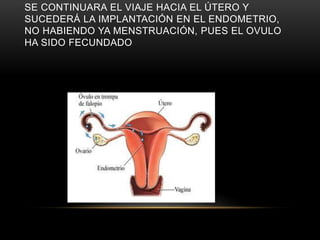 SE CONTINUARA EL VIAJE HACIA EL ÚTERO Y
SUCEDERÁ LA IMPLANTACIÓN EN EL ENDOMETRIO,
NO HABIENDO YA MENSTRUACIÓN, PUES EL OVULO
HA SIDO FECUNDADO
 