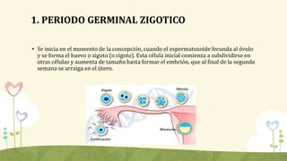1. PERIODO GERMINAL ZIGOTICO
• Se inicia en el momento de la concepción, cuando el espermatozoide fecunda al óvulo
y se fo...