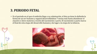 3. PERIODO FETAL
• Es el periodo en el que el embrión llega a su culminación, el feto ya tiene la definida la
forma de un ...