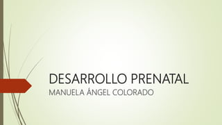 DESARROLLO PRENATAL
MANUELA ÁNGEL COLORADO
 