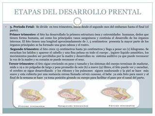 Desarrollo prenatal y lactancia 