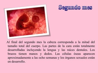 Al final del segundo mes la cabeza corresponda a la mitad del
tamaño total del cuerpo. Las partes de la cara están totalmente
desarrolladas incluyendo la lengua y las raíces dentales. Los
brazos tienen manos y dedos. Las células óseas aparecen
aproximadamente a las ocho semanas y los órganos sexuales están
en desarrollo.
 