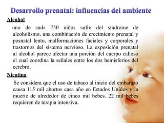 Alcohol
uno de cada 750 niños sufre del síndrome de
alcoholismo, una combinación de crecimiento prenatal y
posnatal lento, malformaciones faciales y corporales y
trastornos del sistema nervioso. La exposición prenatal
al alcohol parece afectar una porción del cuerpo calloso
el cual coordina la señales entre los dos hemisferios del
cerebro.
Nicotina
Se considera que el uso de tabaco al inicio del embarazo
causa 115 mil abortos casa año en Estados Unidos y la
muerte de alrededor de cinco mil bebes. 22 mil bebes
requieren de terapia intensiva.
 