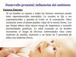 Factores Paternos
Si un hombre se expone a todos los factores anteriores puede
tener espermatozoides anormales. La cocaína se fija a sus
espermatozoides y penetra al ovulo en la concepción. Otras
sustancias como el plomo pueden viajar de la misma forma. Los
que fuman tabaco tiene mayor riesgo de impotencia y trasmitir
anormalidades genéticas. La edad avanzada en un hombre
incrementa el riesgo de diversas enfermedades raras como
síndrome de marfan, enanismo y un factor de 5 porciento de
niños con síndrome Down.
 