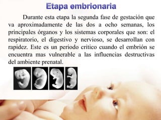 Durante esta etapa la segunda fase de gestación que
va aproximadamente de las dos a ocho semanas, los
principales órganos y los sistemas corporales que son: el
respiratorio, el digestivo y nervioso, se desarrollan con
rapidez. Este es un periodo critico cuando el embrión se
encuentra mas vulnerable a las influencias destructivas
del ambiente prenatal.
 