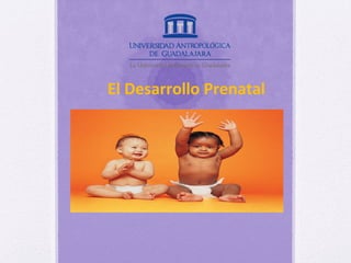 El Desarrollo Prenatal
 