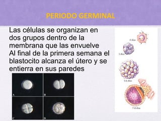 PERIODO GERMINAL
Las células se organizan en
dos grupos dentro de la
membrana que las envuelve
Al final de la primera semana el
blastocito alcanza el útero y se
entierra en sus paredes
 