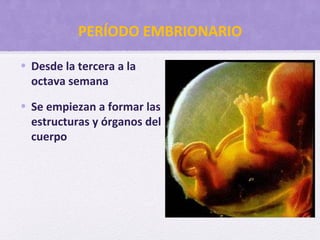 PERÍODO EMBRIONARIO
• Desde la tercera a la
octava semana
• Se empiezan a formar las
estructuras y órganos del
cuerpo
 