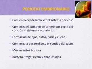 PERÍODO EMBRIONARIO
• Comienzo del desarrollo del sistema nervioso
• Comienza el bombeo de sangre por parte del
corazón al sistema circulatorio
• Formación de ojos, oídos, nariz y cuello
• Comienza a desarrollarse el sentido del tacto
• Movimientos bruscos
• Bosteza, traga, cierra y abre los ojos
 