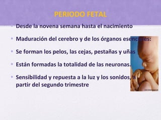 PERIODO FETAL
• Desde la novena semana hasta el nacimiento
• Maduración del cerebro y de los órganos esenciales:
• Se forman los pelos, las cejas, pestañas y uñas
• Están formadas la totalidad de las neuronas.
• Sensibilidad y repuesta a la luz y los sonidos, a
partir del segundo trimestre
 