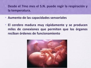 • Desde el 7mo mes el S.N. puede regir la respiración y
la temperatura.
• Aumento de las capacidades sensoriales
• El cerebro madura muy rápidamente y se producen
miles de conexiones que permiten que los órganos
reciban órdenes de funcionamiento
 