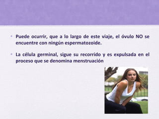 • Puede ocurrir, que a lo largo de este viaje, el óvulo NO se
encuentre con ningún espermatozoide.
• La célula germinal, sigue su recorrido y es expulsada en el
proceso que se denomina menstruación
 