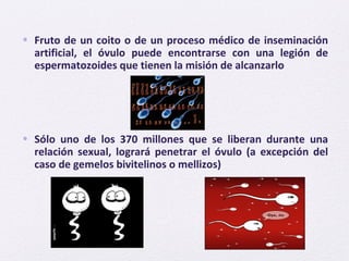 • Fruto de un coito o de un proceso médico de inseminación
artificial, el óvulo puede encontrarse con una legión de
espermatozoides que tienen la misión de alcanzarlo
• Sólo uno de los 370 millones que se liberan durante una
relación sexual, logrará penetrar el óvulo (a excepción del
caso de gemelos bivitelinos o mellizos)
 
