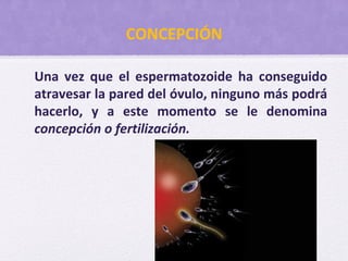 CONCEPCIÓN
Una vez que el espermatozoide ha conseguido
atravesar la pared del óvulo, ninguno más podrá
hacerlo, y a este momento se le denomina
concepción o fertilización.
 