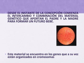 • DESDE EL INSTANTE DE LA CONCEPCIÓN COMIENZA
EL INTERCAMBIO Y COMBINACIÓN DEL MATERIAL
GENÉTICO QUE APORTAN EL PADRE Y LA MADRE
PARA FORMAR UN FUTURO BEBÉ.
• Este material se encuentra en los genes que a su vez
están organizados en cromosomas
 