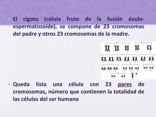 • El cigoto (célula fruto de la fusión óvulo-
espermatozoide), se compone de 23 cromosomas
del padre y otros 23 cromosomas de la madre.
• Queda lista una célula con 23 pares de
cromosomas, número que contienen la totalidad de
las células del ser humano
 