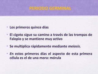 • Los primeros quince días
• El cigoto sigue su camino a través de las trompas de
Falopio y se mantiene muy activo
• Se multiplica rápidamente mediante meiosis.
• En estos primeros días el aspecto de esta primera
célula es el de una mora: mórula
PERIODO GERMINAL
 